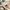 VW Volkswagen Stroller wagon one step brake