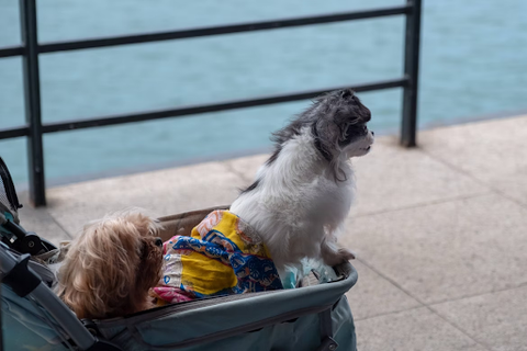 Two small dogs sitting in a pet stroller by the waterfront, one wearing a colorful outfit and the other gazing into the distance.